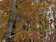 Beauval en Caux (Arbres 1)