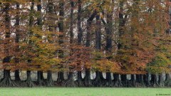 Beauval en Caux (Arbres 2)