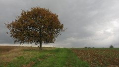 Calleville les deux Eglises (Arbre)