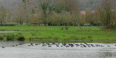 St Aubin le Cauf (Poules d'Eau)