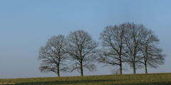 St Nicolas d'Aliermont (Arbres)