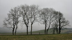 St Nicolas d'Aliermont (Arbres)