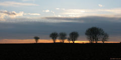 Cannessières (Arbres)