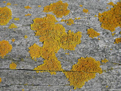 Dieppe (Lichen)