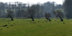Longueil (Arbres)