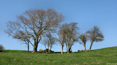 Ste Marguerite sur Mer (Arbres)