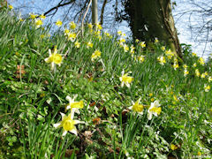Varengeville sur Mer (Jonquilles)