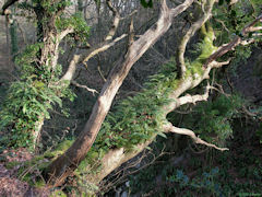 Varengeville sur Mer (Arbre)