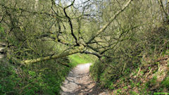 Mesnières en Bray (Arbres)
