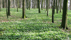 Lucy (Forêt 1)