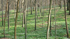 Lucy (Forêt 2)