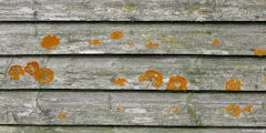 Clais (Lichen)