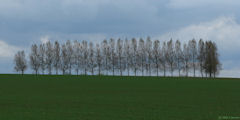 Butot (Arbres)