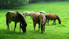 Goupillières (Chevaux)