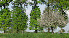Fresquiennes (Pommier)