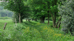 Ste Austreberthe (Chemin 2)