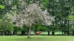 Emanville (Prairie)