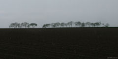 Emanville (Arbres)
