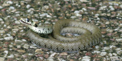 Ste Austreberthe (Serpent)