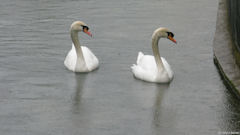 Pavilly (Cygnes)