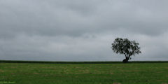 Pissy Pôville (Arbre)