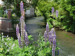 Duclair (Lupins)