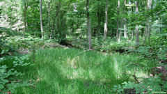 Forêt de Roumare (Zone Humide)