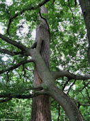 Forêt de Roumare (Chêne)
