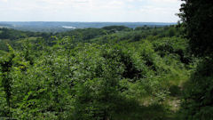 Forêt de Roumare (Seine 1)