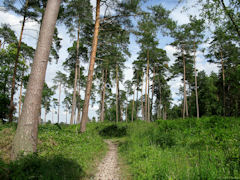 Forêt de Roumare (Pins)