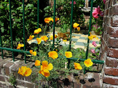 Dieppe (Fleurs)