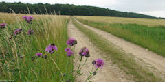 Fresneaux Montchevreuil (Fleurs 3)
