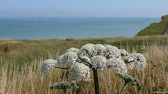 Dieppe (Fleur)
