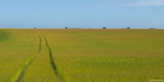 Bracquemont (Lin 1)