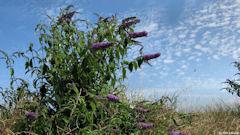 Bracquemont (Buddleia)