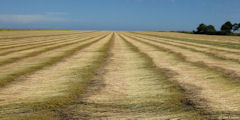 Bracquemont (Lin 2)