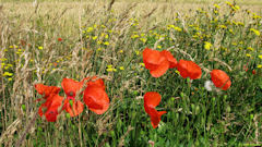 Bracquemont (Fleurs)