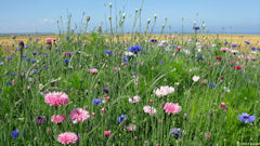 Belleville sur Mer (Fleurs 1)
