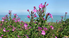 Belleville sur Mer (Fleurs 2)