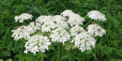 Blacourt (Fleur)