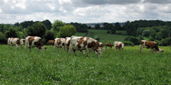 Senantes (Vaches)