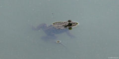 Senantes (Grenouille)