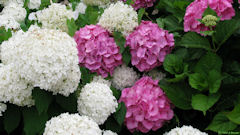 Savignies (Hortensias)