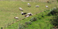 Ecretteville sur Mer (Vaches)