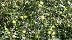 Mirville (Pommes)