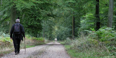 Forêt d'Eawy (Missy 1)