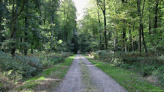 Forêt d'Eawy (Missy 2)