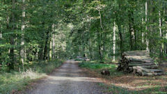 Forêt d'Eawy (Missy 3)