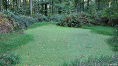 Forêt d'Eawy (Mare)