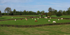 Bosc Mesnil (Prairie)
